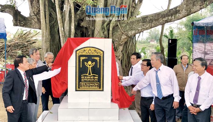Cây đa cổ thụ của làng Phước Xã, xã Đức Hòa (Mộ Đức) vừa được công nhận Cây Di sản Việt Nam.  Ảnh: Ý THU