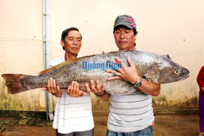 Hai ngư dân Quảng Ngãi bắt được cá lạ nghi là cá sủ vàng