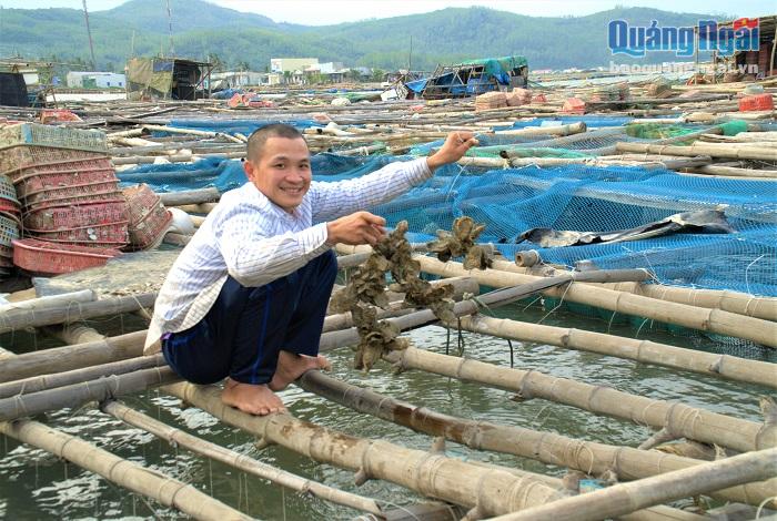 Mô hình nuôi hàu kết hợp nuôi cá mú cho giá trị kinh tế cao của anh Cao Xuân Nguyên. 