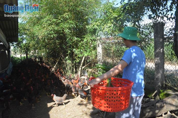 Đàn gà 2.000 con của gia đình anh Vị đã được tiêm vắc xin đầy đủ, hứa hẹn sẽ cung cấp cho thị trường Tết nguồn thịt chất lượng