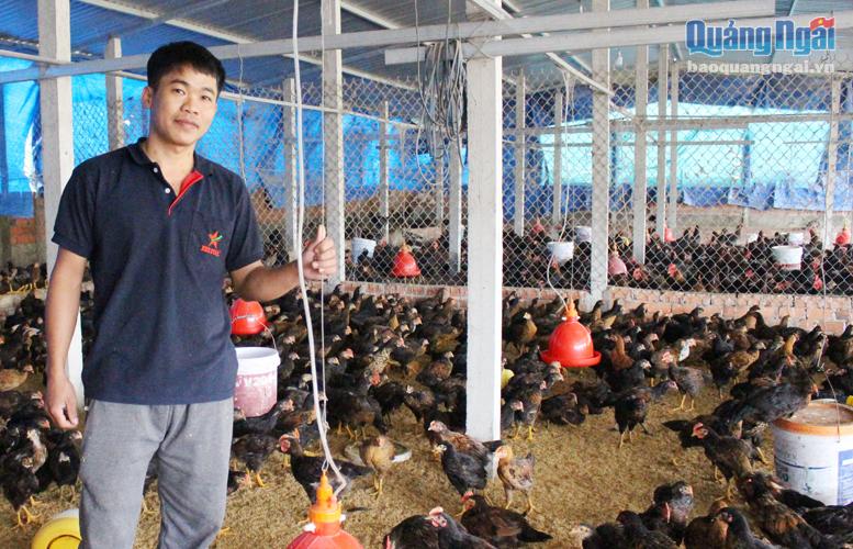 Anh Nguyễn Thiên, ở thôn Hiệp Phổ Nam, xã HànhTrung (Nghĩa Hành) nuôi hơn 15.000 con gà mỗi năm.