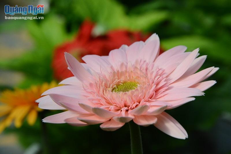 Loài hoa này tượng trưng cho hạnh phúc, nó mang ý nghĩa về vẻ đẹp và sự diệu kì.