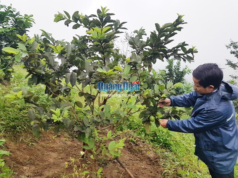 Người dân huyện miền núi Sơn Tây trồng cây ăn quả.