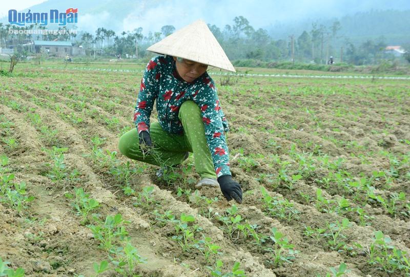 Nông dân xã Nghĩa Lâm chuyển đổi cây trồng trên đất mì bị nhiễm bệnh khảm lá.