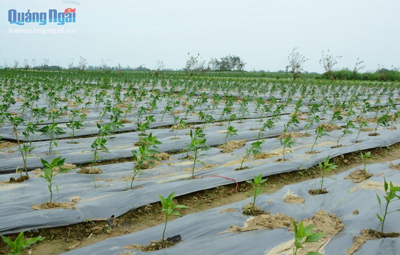 Xã Nghĩa Lâm chuyển gần 2/3 diện tích trồng mì sang cây trồng cạn.