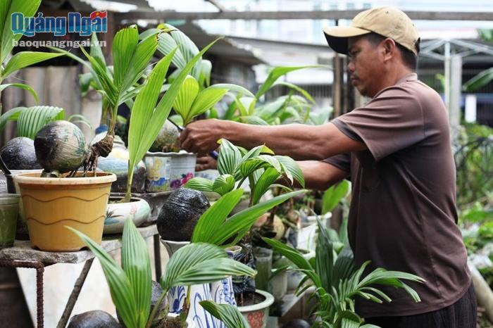 Anh Lành đã chuẩn bị lượng lớn dừa bonsai từ nhiều tháng trước để cung cấp cho thị trường Tết.