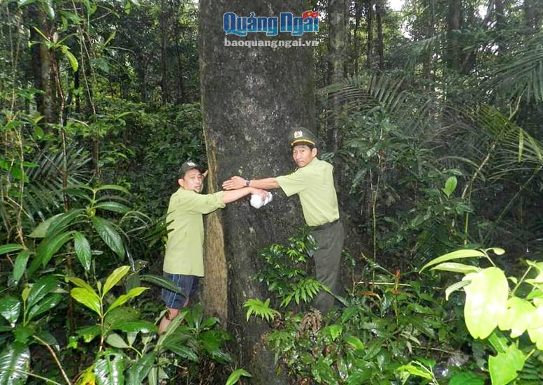 Lực lượng kiểm lâm tỉnh kiểm tra khu vực rừng tự nhiên.