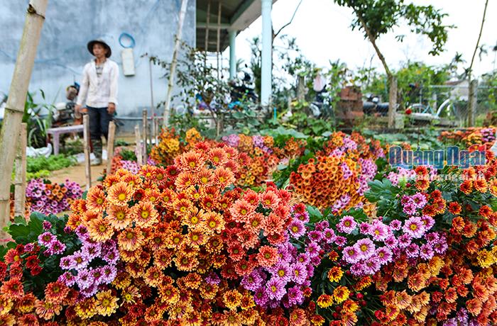 Để đáp ứng nhu cầu của thị trường, các hộ trồng hoa cúc tại Nghĩa Hà luôn cập nhật các loại giống hoa mới với màu sắc hoa đa dạng như cúc đất, cúc bi, cúc tiger, cúc nghệ, cúc pha lê, thạch bích, cúc ọt,... với giá bán tại vườn từ 3000 – 4000 đồng/ cành tùy loại hoa. Riêng cúc đất có giá thấp hơn chừng 1.700 đồng đến 2000 đồng/ cành.