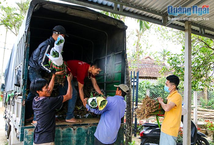 Hoa lay ơn được đưa lên xe để bán ra thị trường trong tỉnh và các tỉnh lân cận như Bình Định, Quảng Nam, Đà Nẵng,...