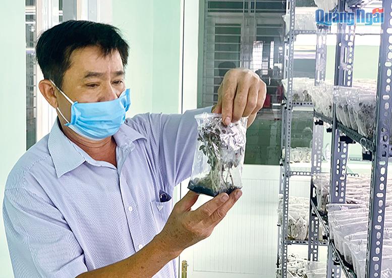Kỹ sư Võ Tấn Hưng trong phòng thí nghiệm nuôi cấy mô giống lan kim tuyến. Ảnh: T.HUYỀN
