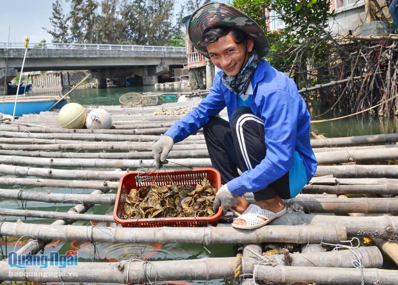 Sau 4 năm gầy dựng, anh Đinh Văn Ngọc (1993), thôn Tuyết Diêm 1, xã Bình Thuận (Bình Sơn) đã nuôi ổn định 6 bè hàu Thái Bình Dương, với sản lượng 8 - 10 tạ/năm. 