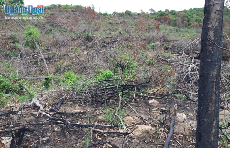 Diện tích rừng KFW6 bị chặt đốt la liệt.