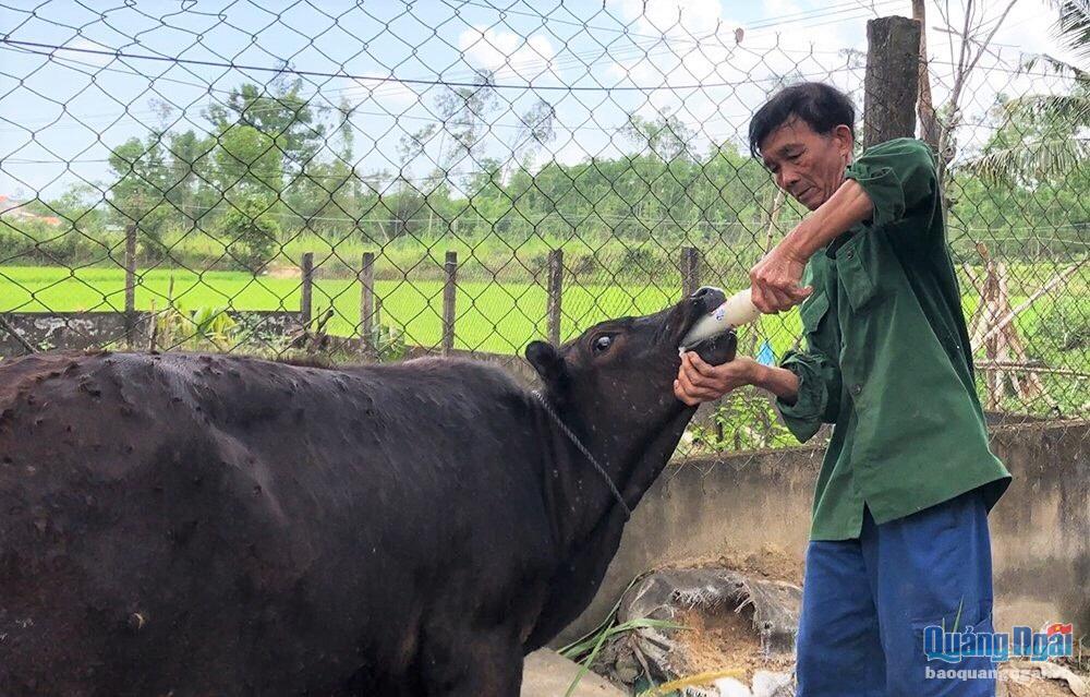 Sẽ có khoảng 25 nghìn con trâu, bò khỏe mạnh từ 4 tháng tuổi trở lên tại huyện Bình Sơn được tiêm phòng vắc xin viêm da nổi cục