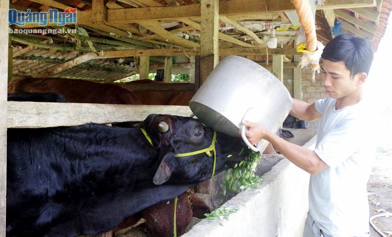Anh Lê Văn Tín, ở thôn Phước Tích, xã Bình Mỹ (Bình Sơn) chăm sóc đàn bò.
