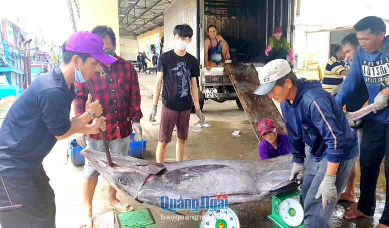 Từ đầu năm đến nay, ngư dân làm nghề lưới rê tại phường Phổ Quang (TX.Đức Phổ) liên tục trúng đậm cá cờ.