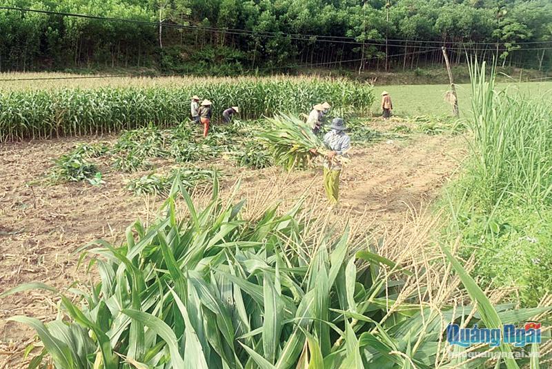 Nông dân xã Ba Vì (Ba Tơ) thu hoạch bắp sinh khối để bán cho Trang trại Bò sữa Vinamilk Quảng Ngãi. 