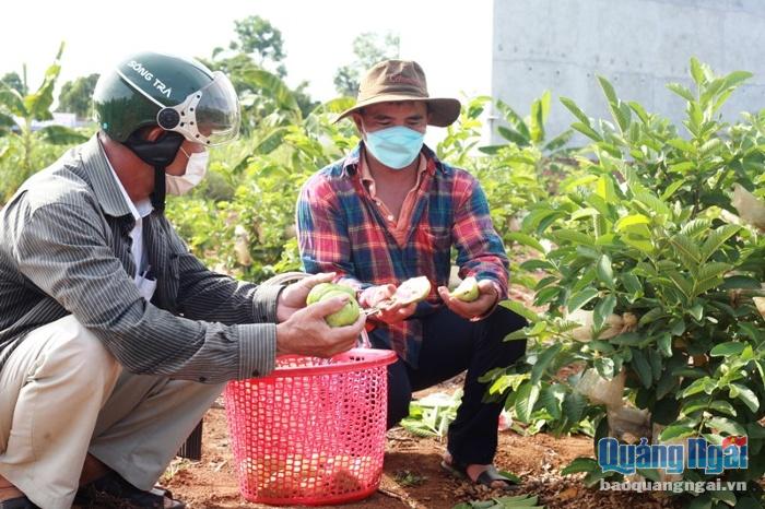 Video: Kỹ sư hóa dầu trồng ổi hữu cơ cho thu nhập cao