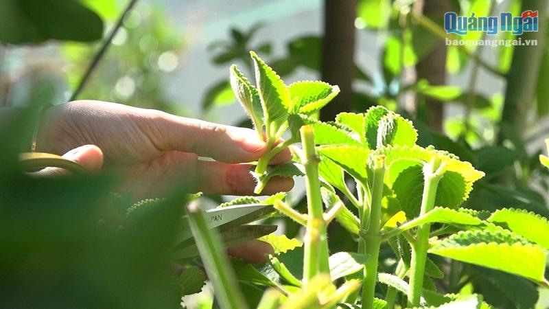 Lá húng chanh được trồng trong vườn nhà theo phương pháp hữu cơ