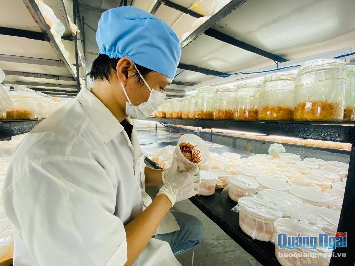 Trước ảnh hưởng của dịch Covid-19, doanh nghiệp khởi nghiệp nấm dược liệu Ninh Trương tạm ngưng mở rộng sản xuất.