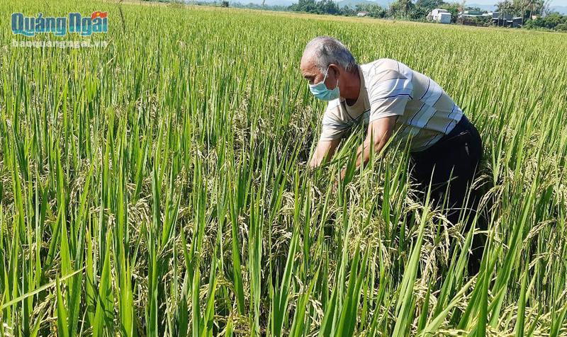 Ruộng lúa an toàn sinh học của ông Lê Tiếng, ở thôn Vùng 4, xã Phổ Thuận (TX.Đức Phổ), cho năng suất cao.