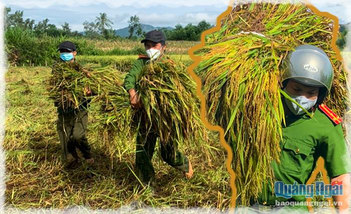 Hình ảnh các cán bộ chiến sỹ công an xông xáo với công việc thu hoạch lúa giúp dân đã để lại ấn tượng tốt đẹp trong lòng người dân. Góp phần thắt chặt tình nghĩa quân dân.