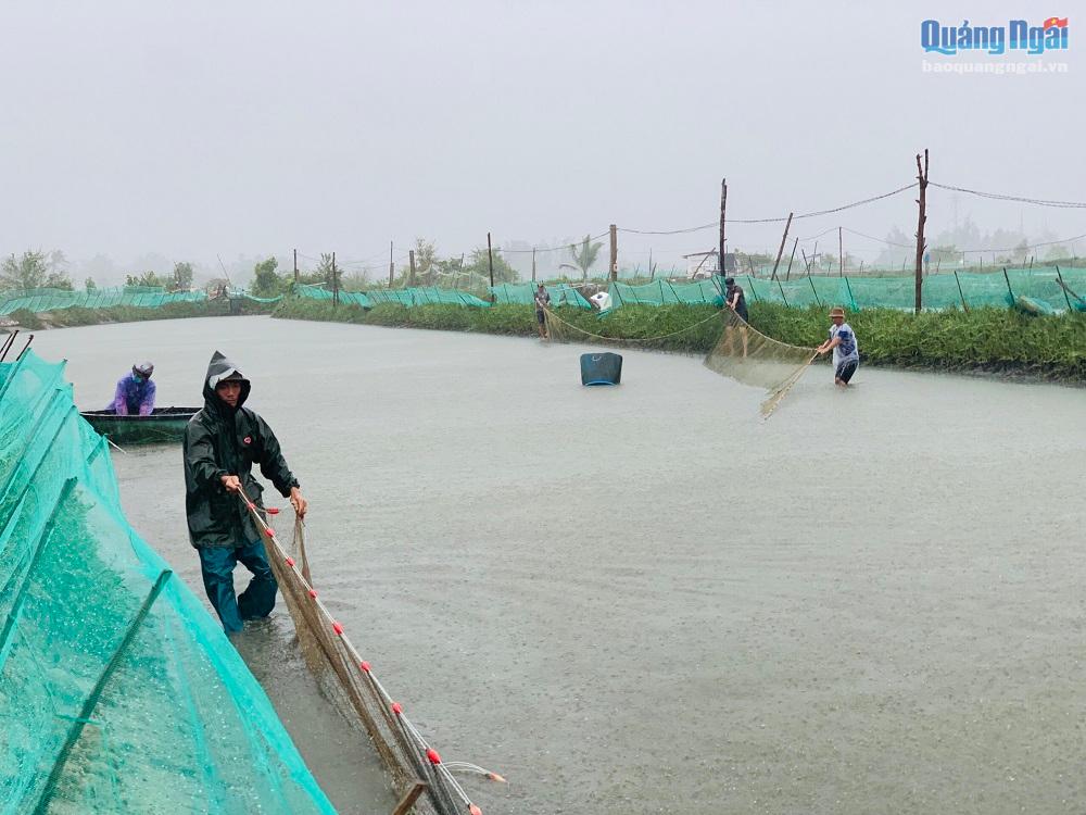 Video: Nông dân thu hoạch tôm, cá chạy đua với bão