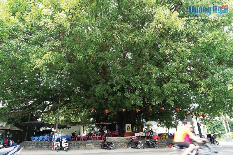 Những cây đa ở Sơn Tịnh