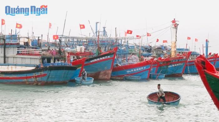 Video: Bão số 5 uy hiếp tàu thuyền, lồng bè Lý Sơn