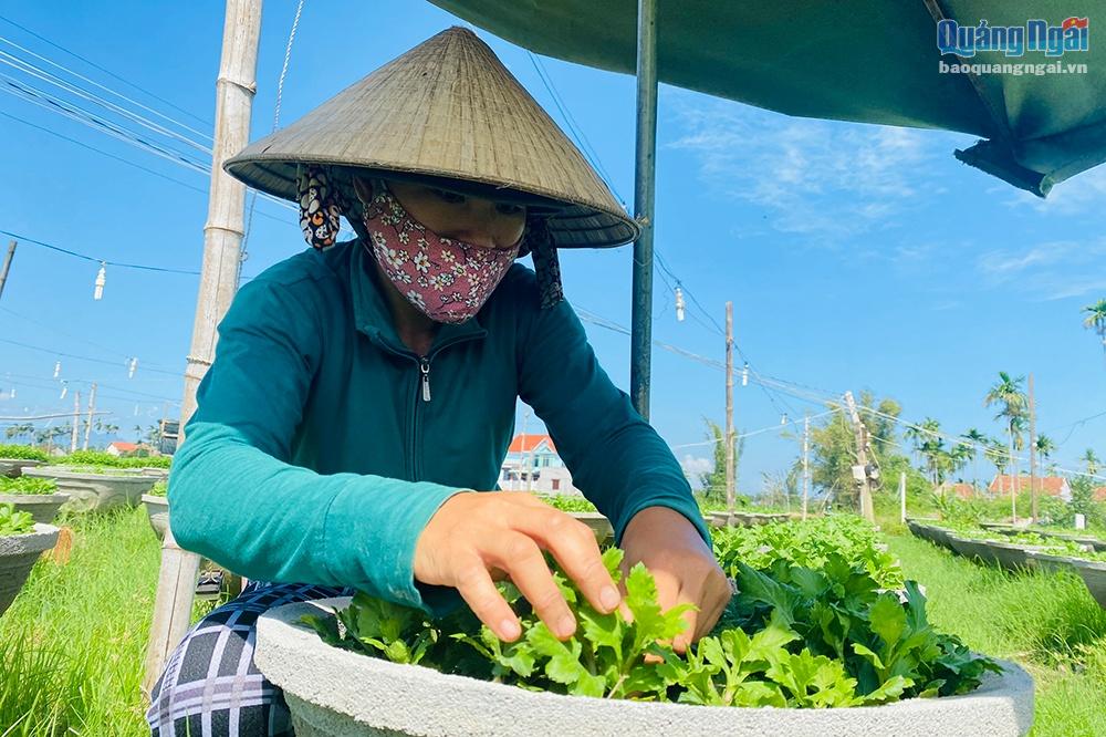 Mọi năm, chị Than trồng khoảng 500 chậu hoa cúc để phục vụ cho thị trường Tết nhưng năm nay chị giảm đi một nữa để tránh rủi ro.