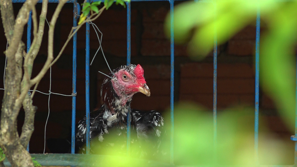 Video: Khám phá trang trại nuôi gà chọi lớn nhất nhì Quảng Ngãi