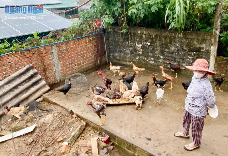 Từ nguồn vốn vay ưu đãi, vợ chồng ông Nguyễn Nghĩa, ở xã Bình Hoà (Bình Sơn) đã đầu tư nuôi gà thả vườn. 