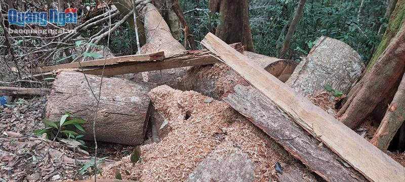 Cây gỗ được cưa thành phách chuẩn bị chuyển ra khỏi rừng