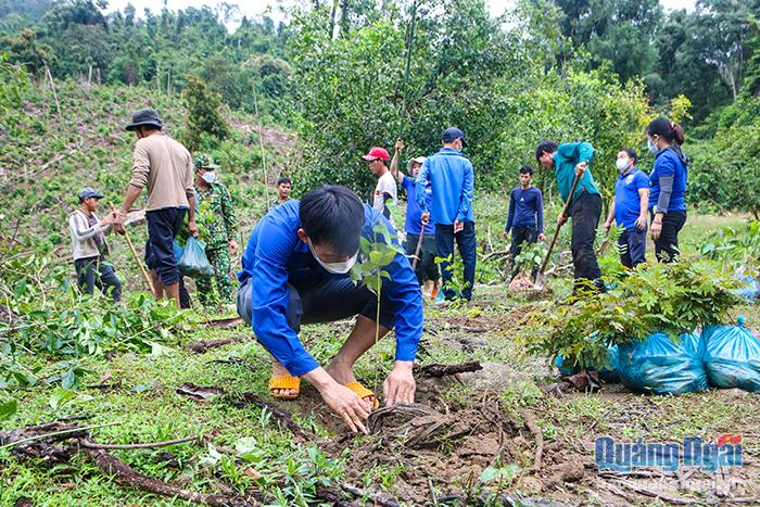 Đợt này, hơn 6,6 nghìn cây giống gỗ quý được trồng làm mới rừng phòng hộ tại huyện Minh Long