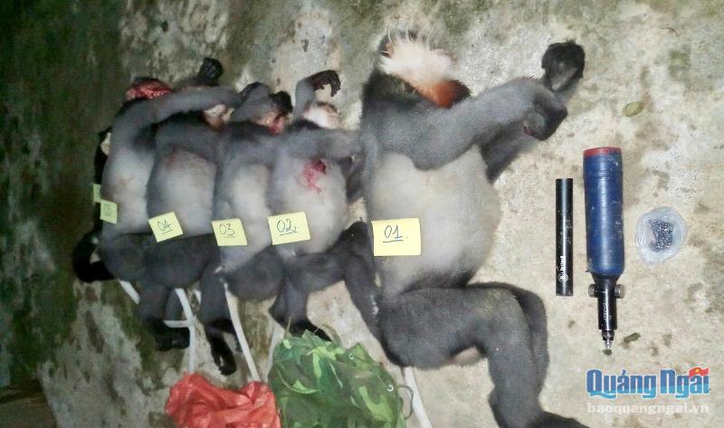 Giao công an điều tra vụ bắn chết 5 cá thể động vật ở xã Ba Trang