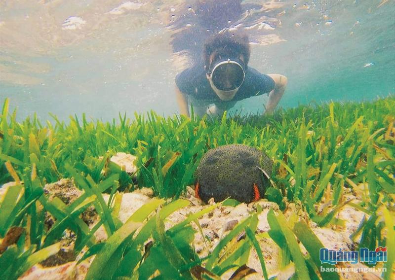 Việc phục hồi, bảo vệ thảm cỏ biển ở Khu Bảo tồn biển Lý Sơn mới bước vào giai đoạn điều tra thực trạng.