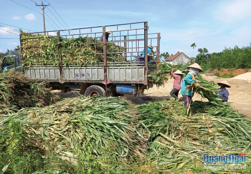 Nhiều hợp tác xã nông nghiệp trong tỉnh đã làm cầu nối liên kết giữa Trang trại bò sữa Vinamilk Quảng Ngãi với nông dân để sản xuất bắp sinh khối. 