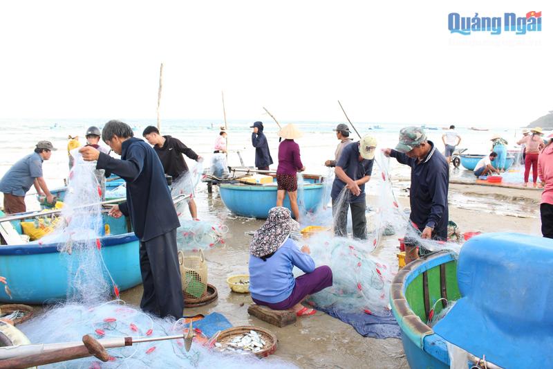 Làng chài ở xã Bình Châu (Bình Sơn) nhộn nhịp không khí đánh bắt cá vào mùa biển động.