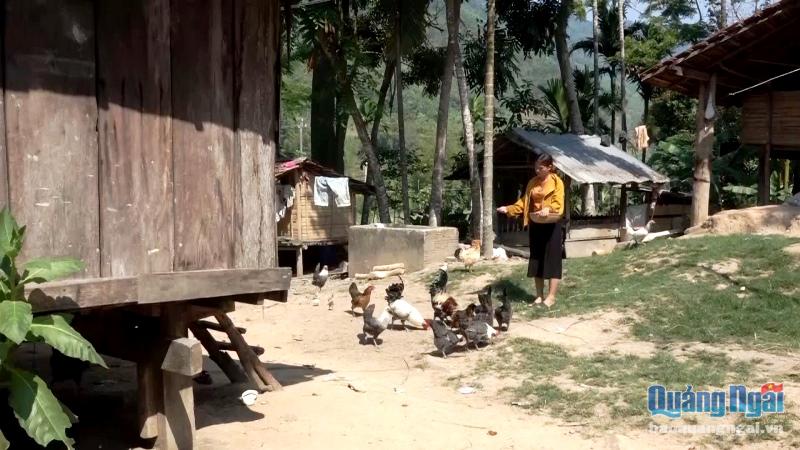 Dự án “Sáng kiến chăn nuôi cho người nghèo” triển khai tại huyện miền núi Sơn Tây mang lại hiệu quả thiết thực