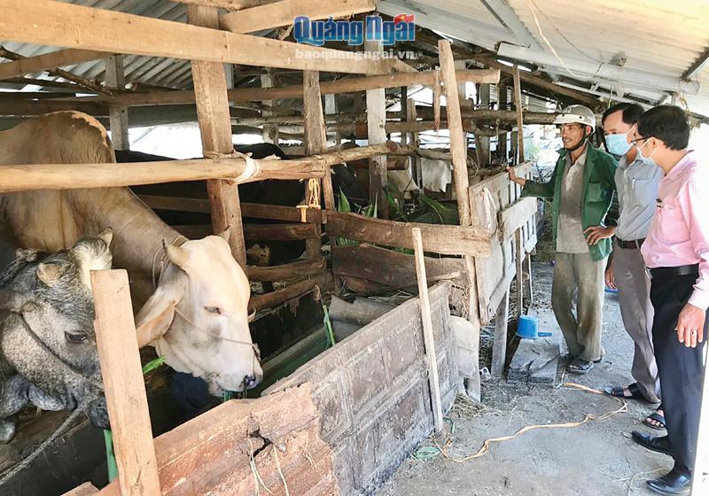 Nhờ nguồn vốn vay của Ngân hàng CSXH, gia đình ông Lữ Đình Sinh, ở xã Tịnh Bắc (Sơn Tịnh) đã đầu tư chăn nuôi bò, mang lại hiệu quả kinh tế cao.