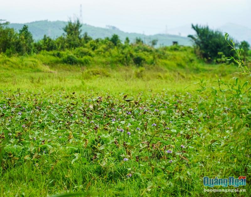 Bèo, cỏ dại mọc lấp cả những thửa ruộng ở cánh đồng Đông Bình 6, xã Bình Nguyên.