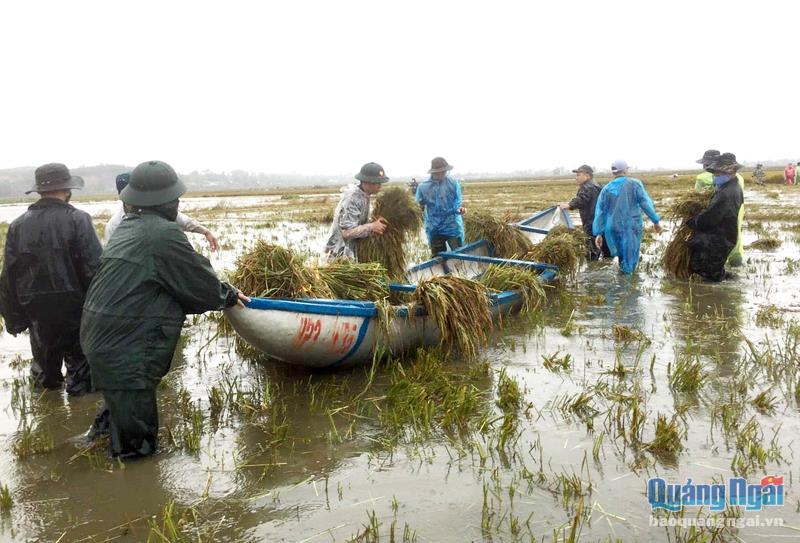 Lực lượng vũ trang tỉnh tham gia giúp dân gặt lúa sau đợt mưa lớn trong tháng 10/2021.