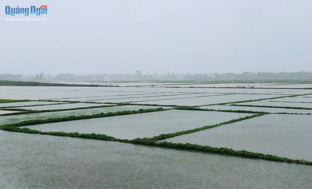 Gần 6.800ha lúa vừa gieo sạ bị ngập úng, hư hại do mưa lớn.