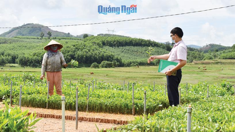 Từ nguồn vốn vay giải quyết việc làm, chị Đinh Thị Xe, ở xã Sơn Thành (Sơn Hà) phát triển vườn ươm keo giống đem lại thu nhập khá.                                   Ảnh: PV