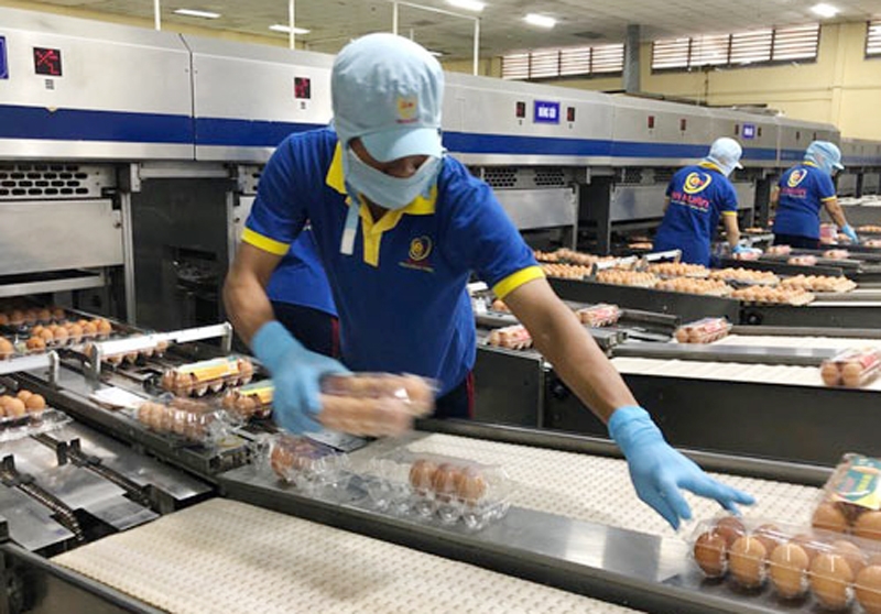 Sản xuất trứng sạch tại nhà máy của Công ty Ba Huân ở tỉnh Long An. (Ảnh minh họa)                   Ảnh: Internet