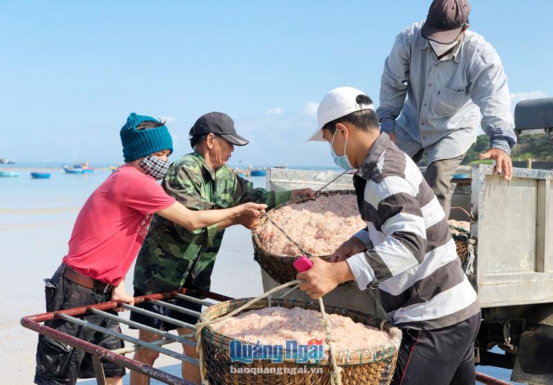 Ngư dân ở thôn Châu Thuận Biển, xã Bình Châu (Bình Sơn) vận chuyển ruốc vào bờ để tiêu thụ.