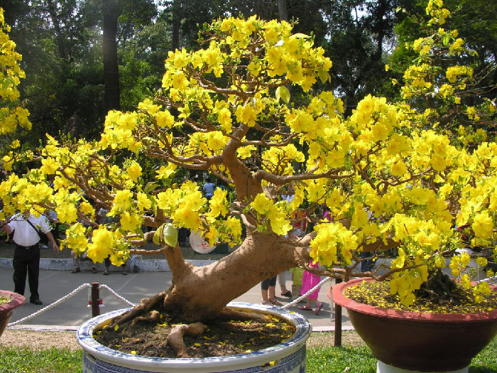 Nhiều gia đình trưng cây mai vào ngày Tết không chỉ bởi màu vàng rực rỡ mà còn những ý nghĩa về mặt tinh thần của người con đất Việt