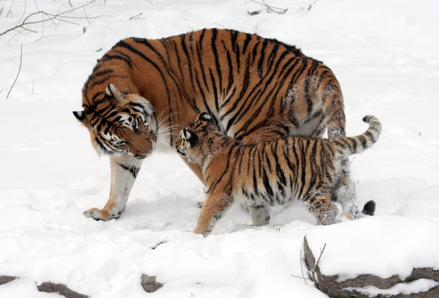 Hổ Siberia sống ở xứ lạnh như vùng Viễn Đông, Trung Quốc, Mông Cổ. (nguồn ảnh: Wikimedia Commons)