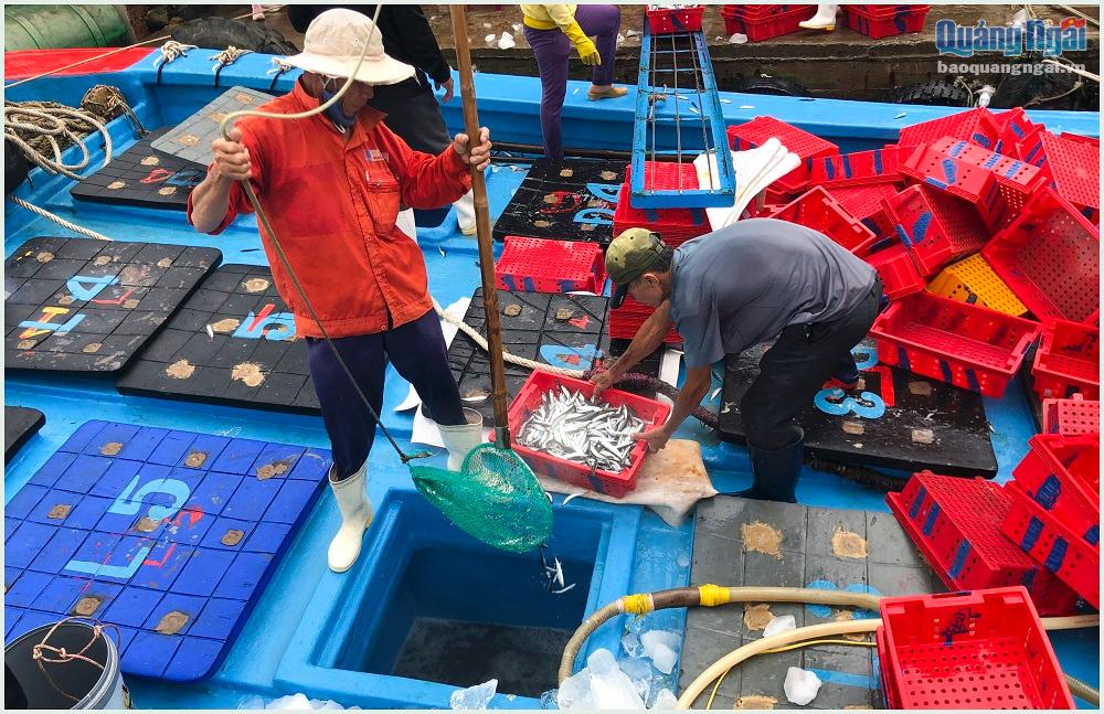 Ngư dân Nguyễn Duy Qúy, ở thôn Định Tân, xã Bình Châu cho biết, các tàu đánh bắt cá nục ở vùng biển Lý Sơn, chỉ sau một đêm đánh bắt, mỗi tàu thu về từ 4 - 5 tấn cá. 