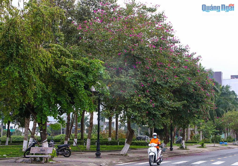 Hoa ban thường có 5 cánh với các màu từ trắng, tím đến hồng phớt nhẹ nhưng màu hoa tím được trồng nhiều nhất tại Quảng Ngãi. Mùa hoa nở, những con phố như được khoác lên diện mạo mới, hút hồn bao người.