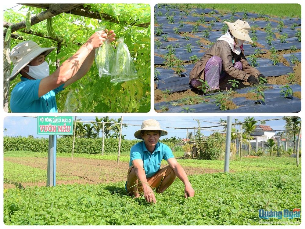 Người dân ở KDC An Mô có thu nhập tốt nhờ trồng rau sạch VietGAP.